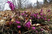 57 Erica in fiore